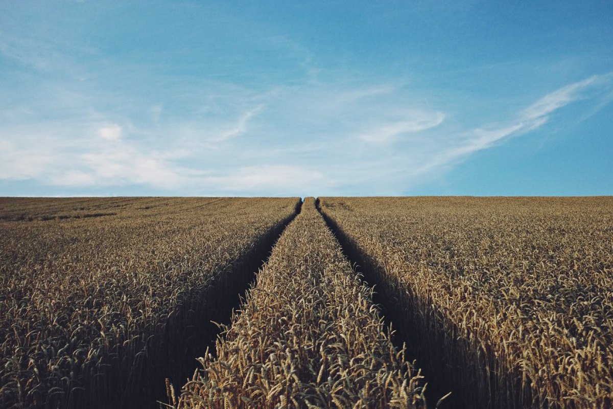 About Farm