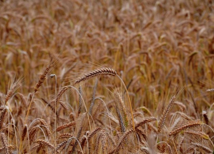 Grains & Pulses