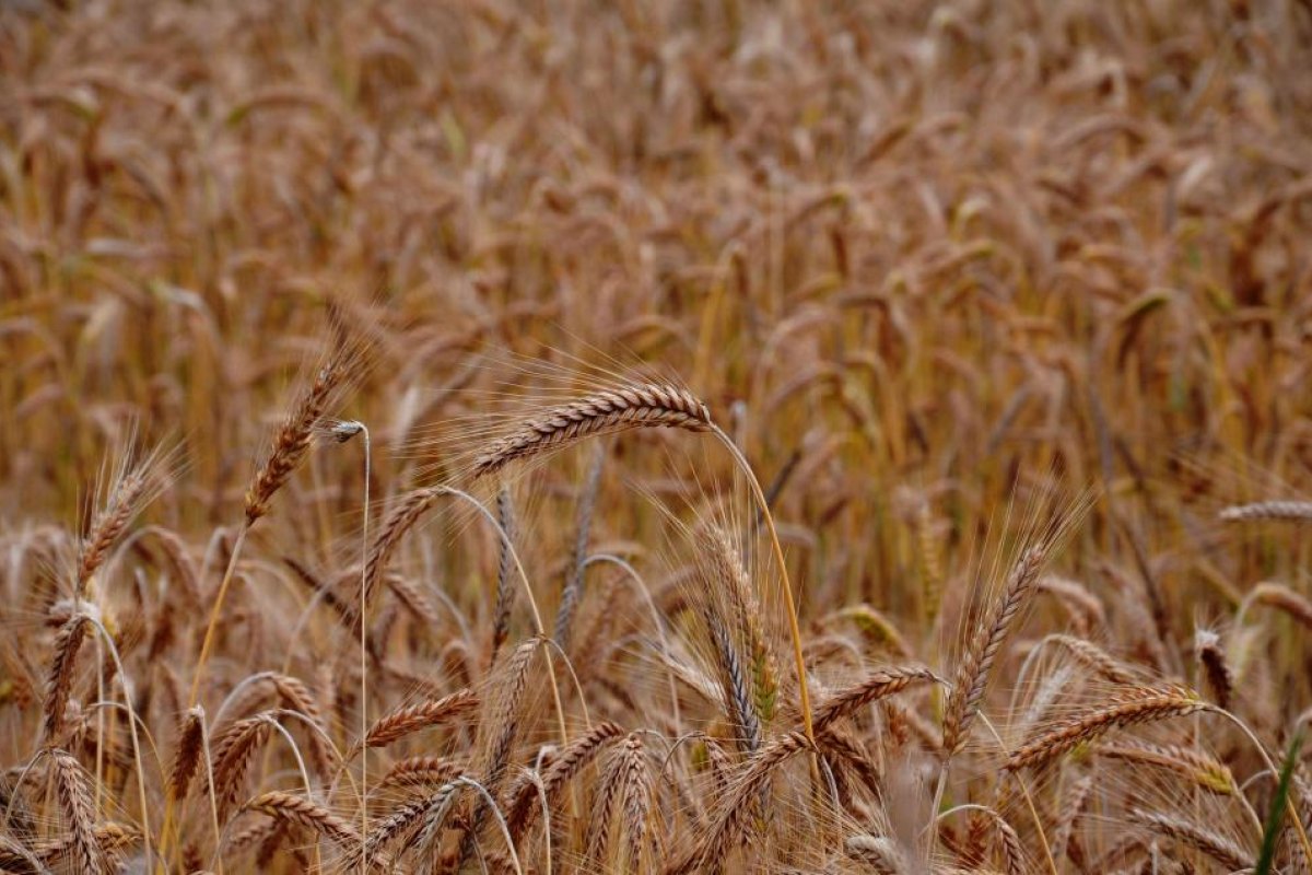 Cat Grains