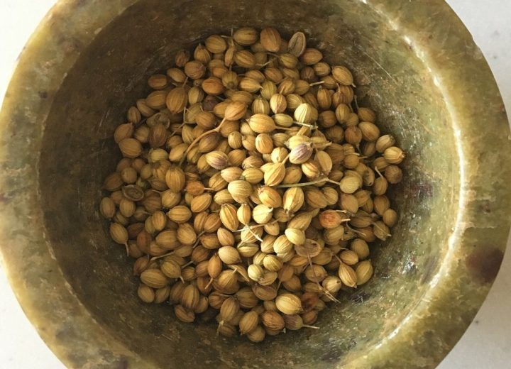 Coriander