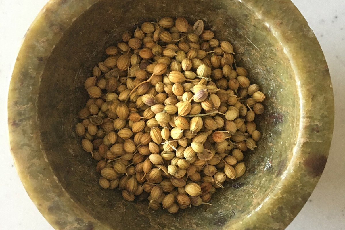 Coriander
