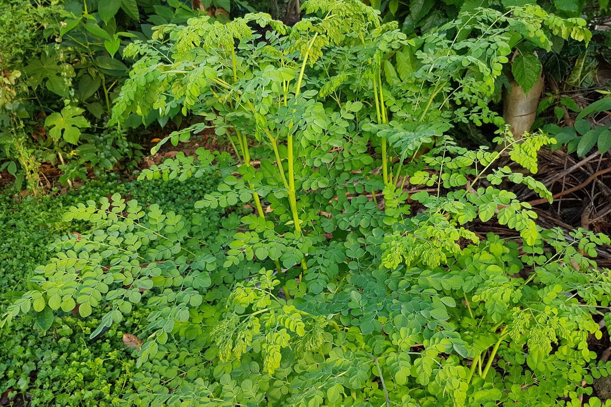 Moringa